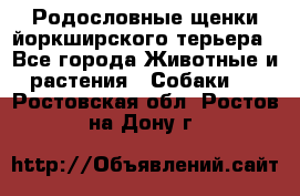 Родословные щенки йоркширского терьера - Все города Животные и растения » Собаки   . Ростовская обл.,Ростов-на-Дону г.